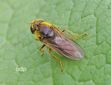 Cheilosia bergenstammi, male, hoverfly ,Alan Prowse